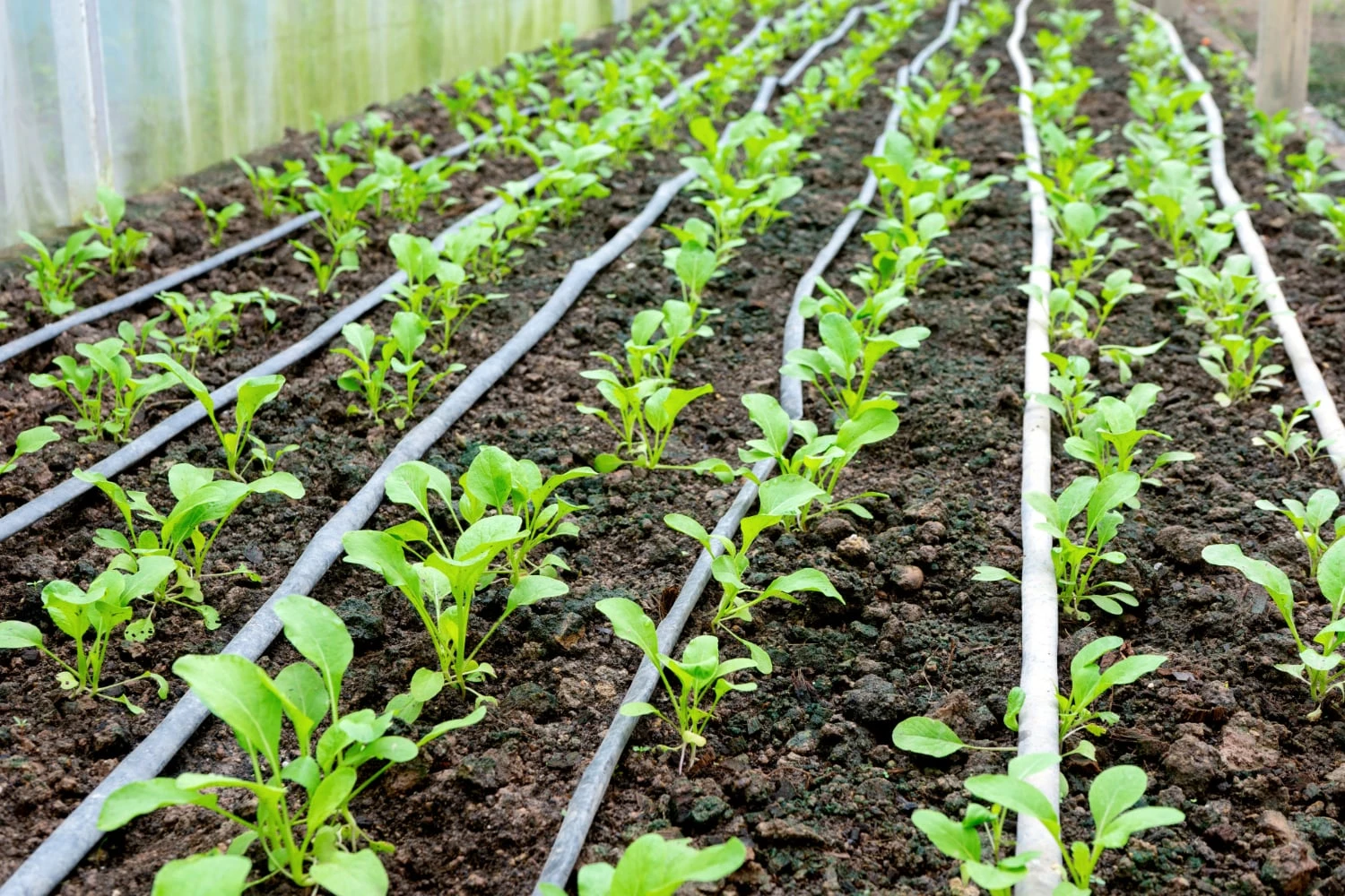 Beneficios de la Manguera Plansa en la Agricultura