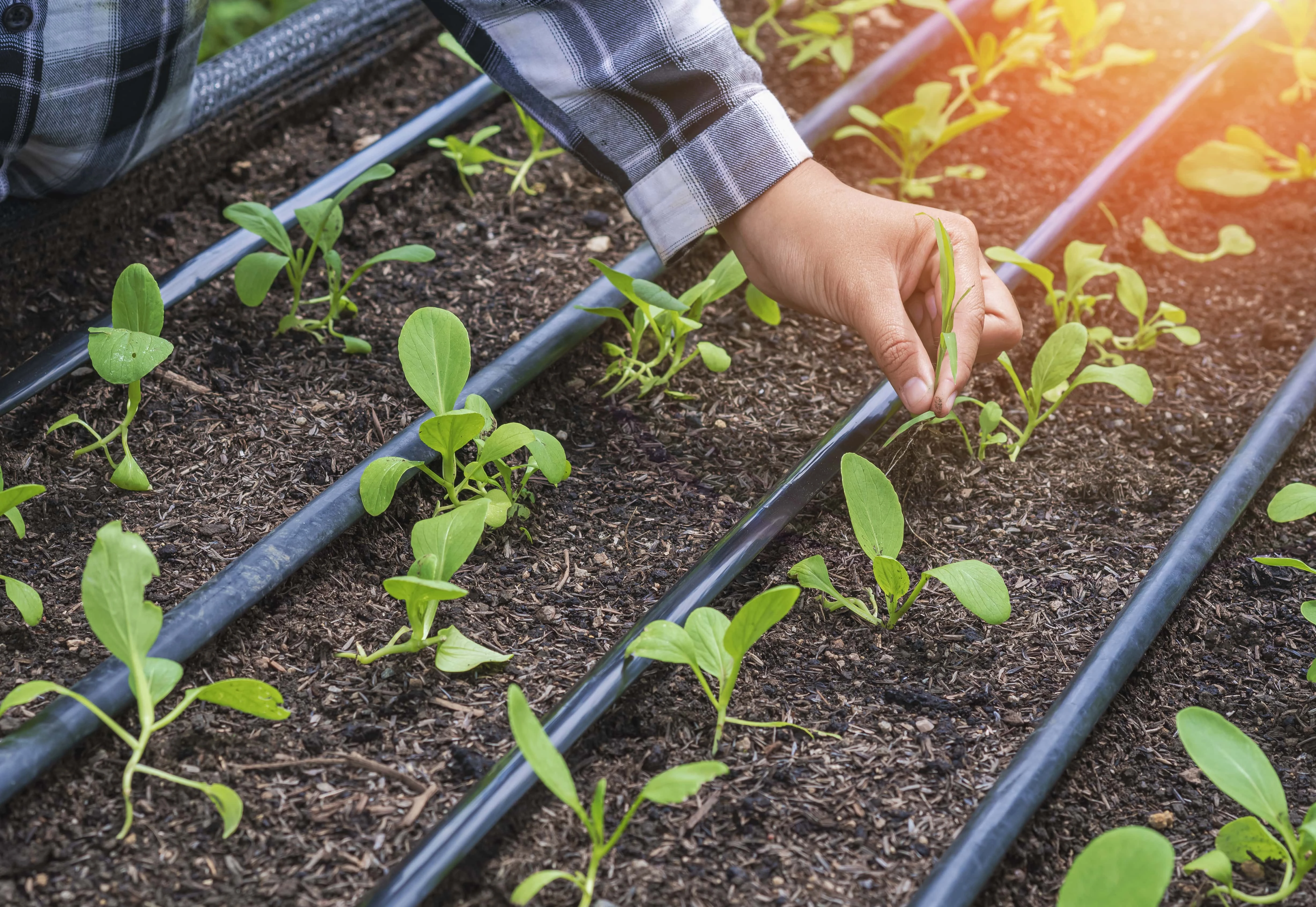 Beneficios de la Manguera Plansa en la Agricultura